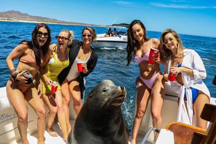 Hunde des Meeres