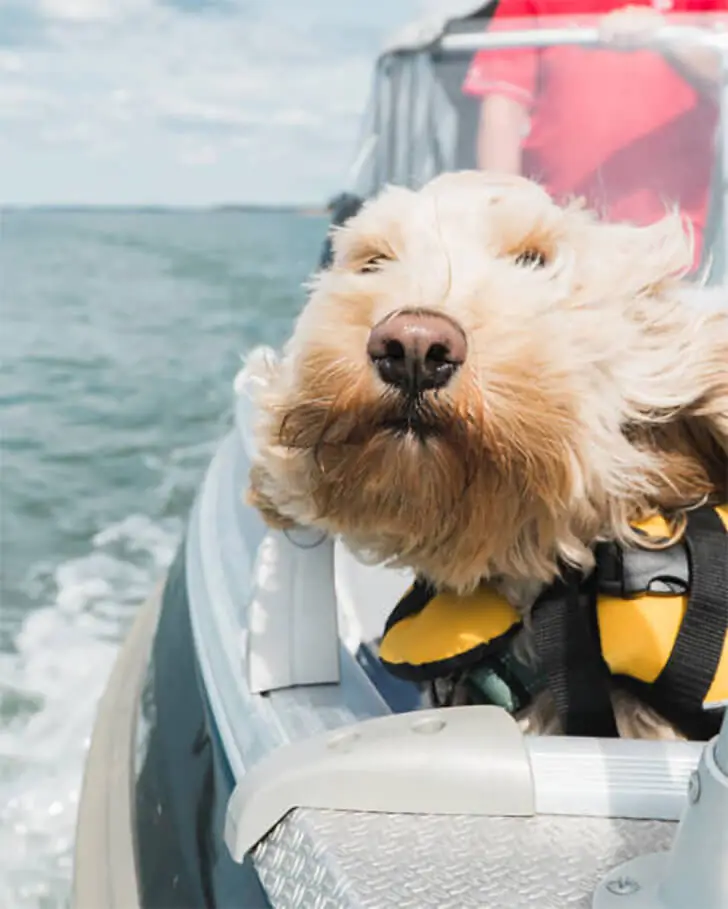 Splashing Fun: Dogs Love Water Excursions