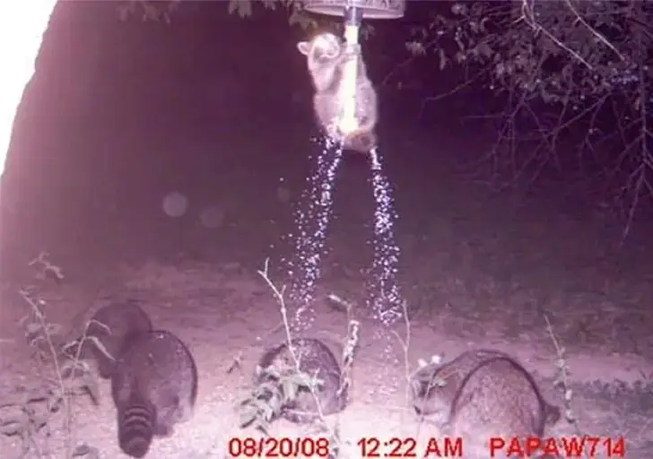 It’s Raining Food!