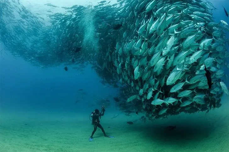 ¿Se tratará del live action de Buscando a Nemo?
