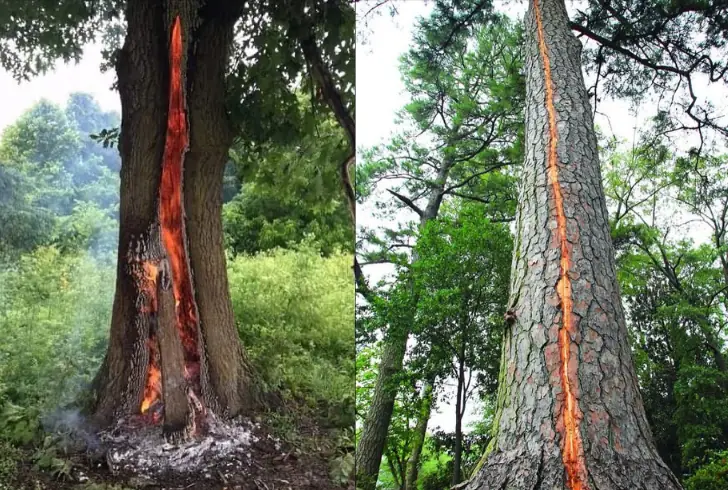 Lightning hits tree in humid forest