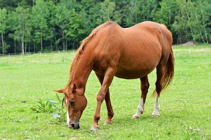 ¿Qué encontró exactamente el veterinario dentro del caballo que lo conmocionó tanto?