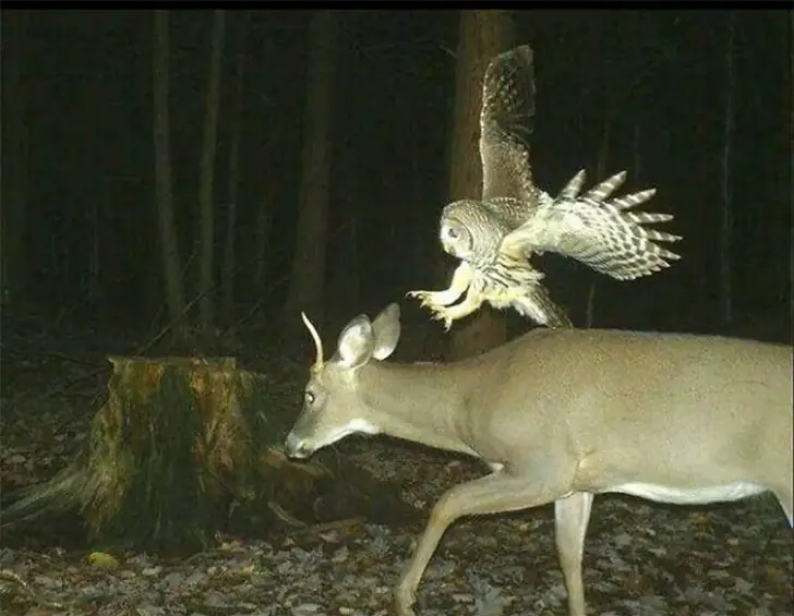 Owl Finishing Move