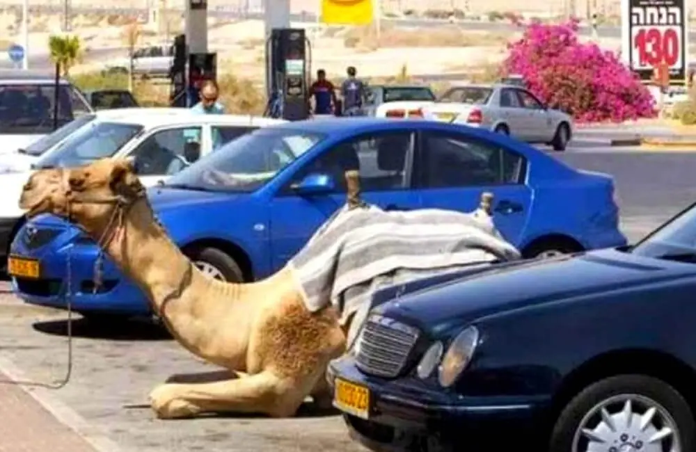 Camel Parking: Dubai’s Delicate Balance of Convenience and Quirkiness