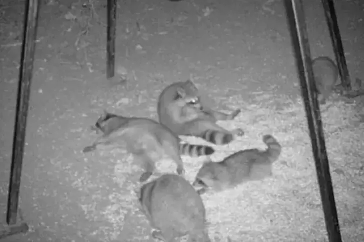 Raccoon Party