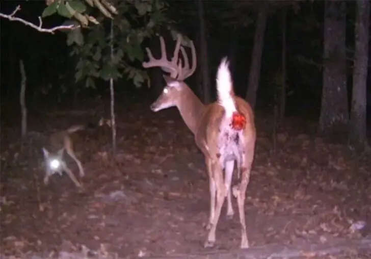 Resilient Buck