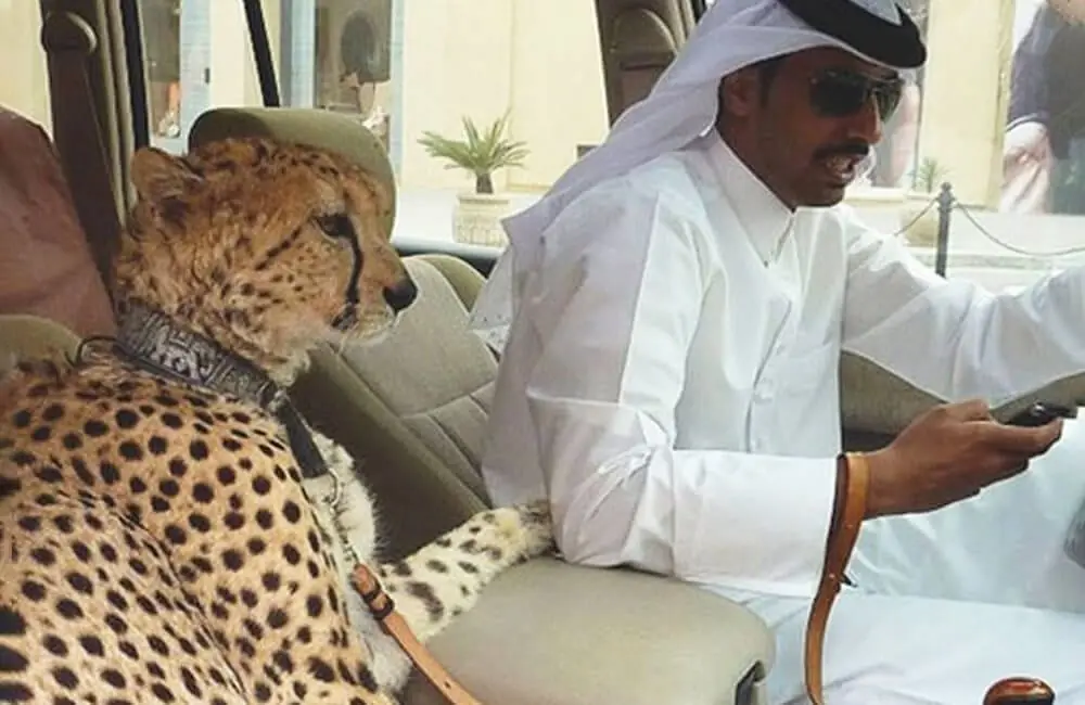 Cheetah Chic: The Ultimate Feline Fancy in Dubai