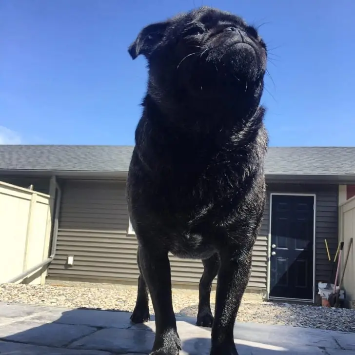 Gigantic Pug