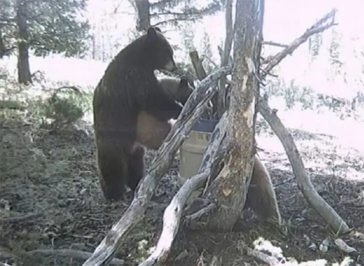Mama Bear Love