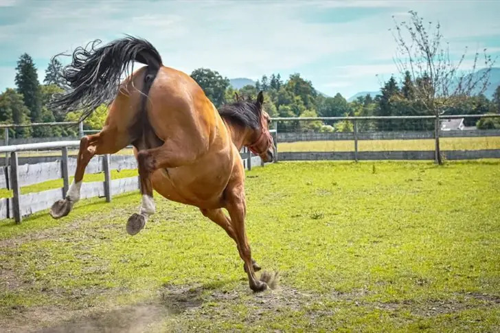 ¿Un caballo agresivo?