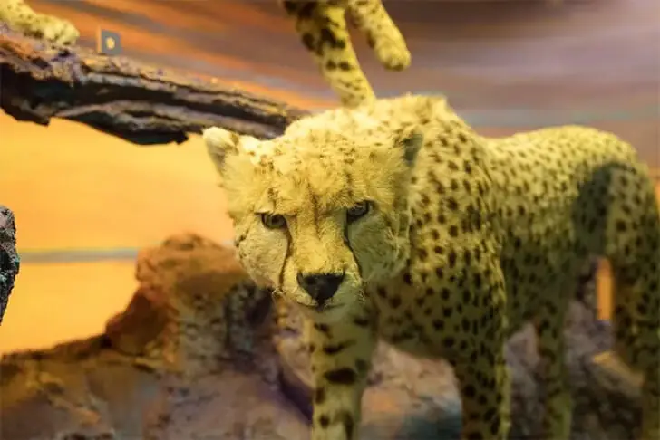 Close-Up of a Cheetah