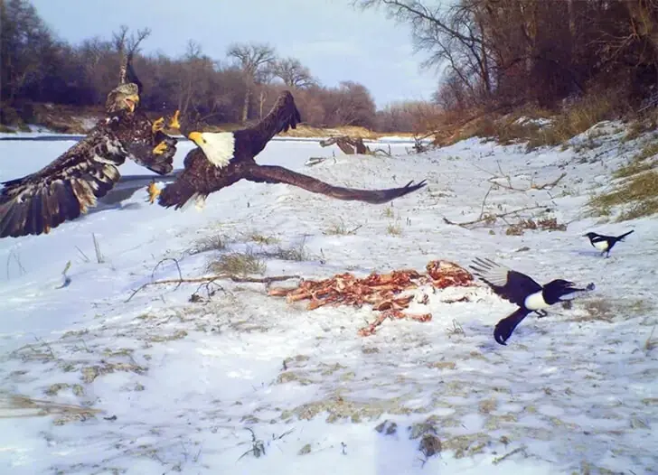 Mid-Air Battles