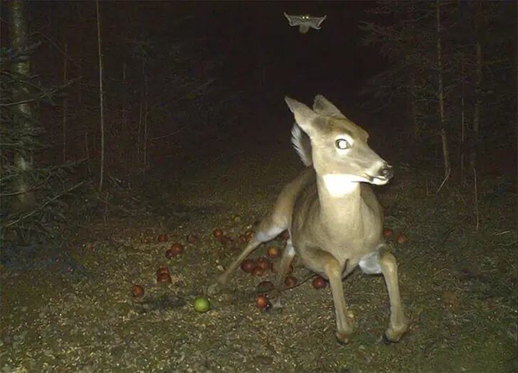 Return of the Flying Squirrel