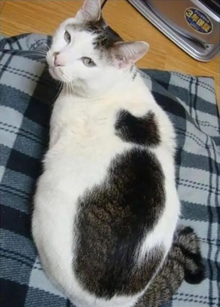​​Diese süße Katze hat einen bezaubernden Schatten