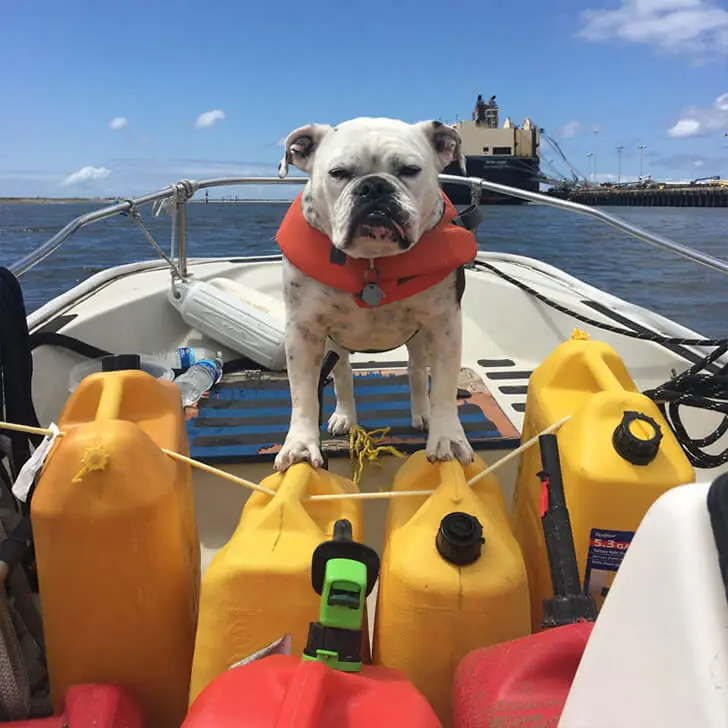 A Diligent Service Dog on Water Duties
