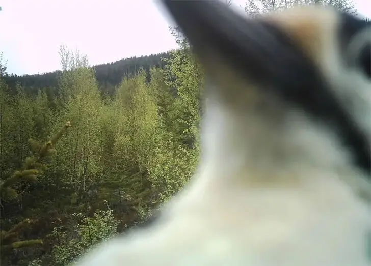 Camera Pecker