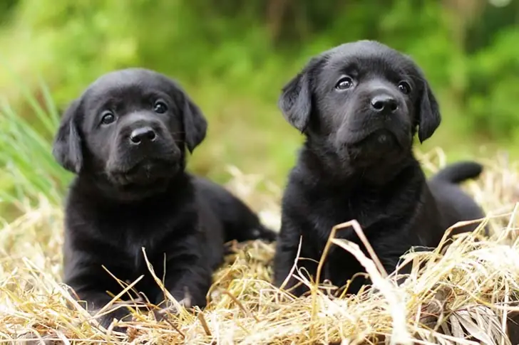 Identical Twins? In Dogs?