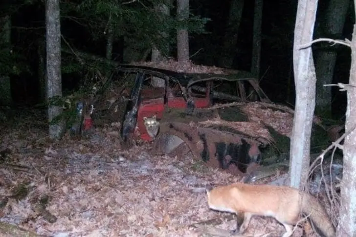 Raccoon And Fox Standoff