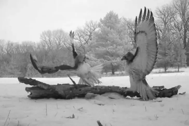 A Feathery Conflict