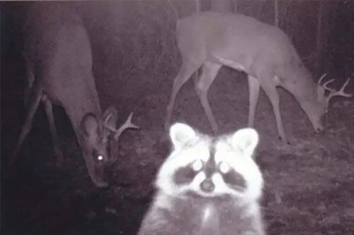 Raccoon Photobombed by Deer