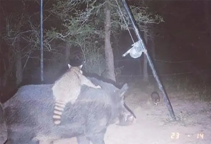 Trash Panda Atop A Wild Hog