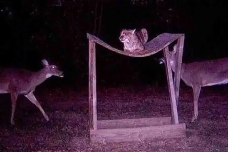 Stealthy Wild Cat