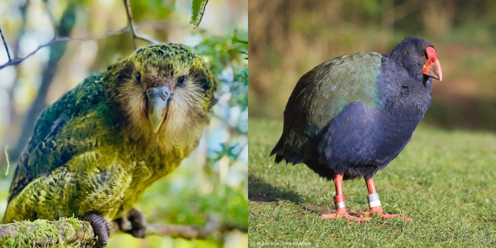 New Zealand Uses AI and Genetics to Protect Its Rare Bird Species