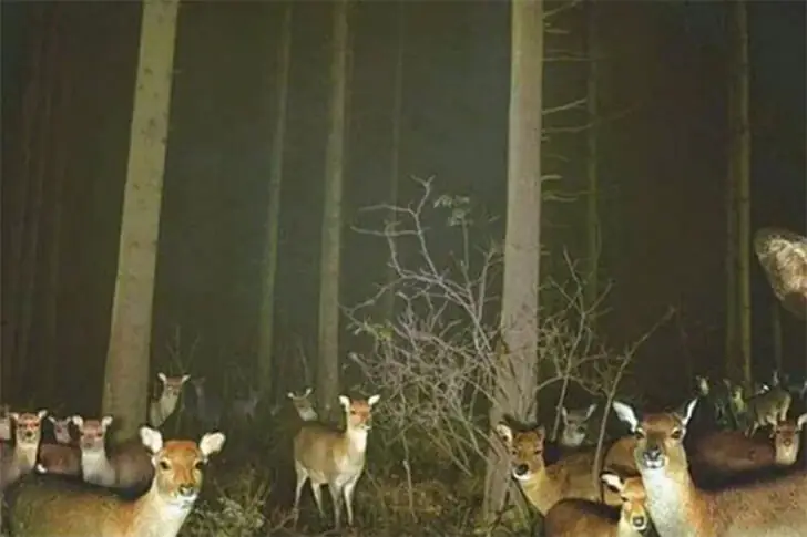 Deer Sorority Sisters