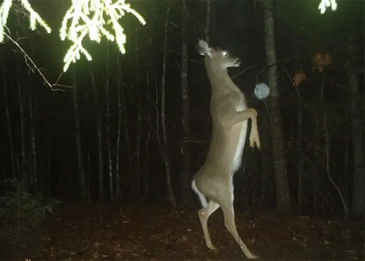 On Your Feet, Deer.