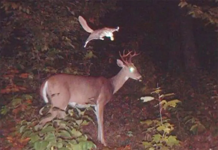 Flying Squirrel Sneak Attack