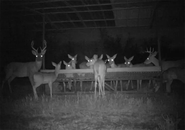 Deer Family Dinner