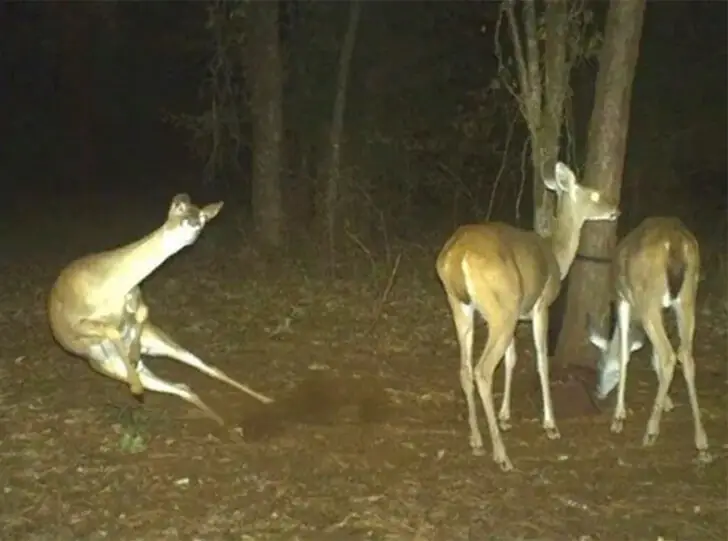 Deer Got Moves