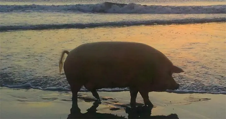 Sunset Shenanigans with Lola’s Legendary Pig