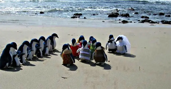 Penguins Tie the Knot!