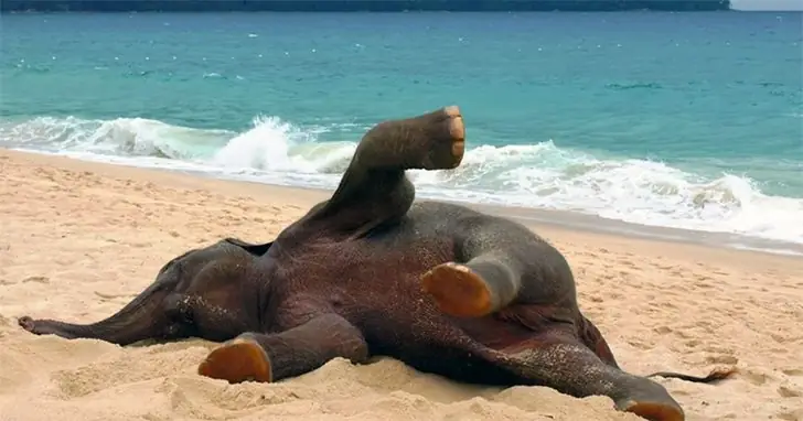 Baby Elephant Steals the Show
