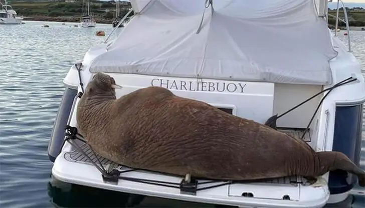 Nature’s Gentle Giants Rest Too!