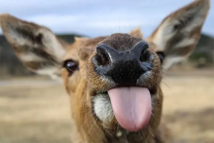 Deer Blowing Raspberry