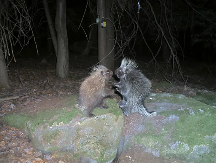 Spiky Boxing Championship
