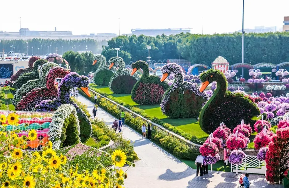 Defying the Desert: A Blooming Oasis in Dubai