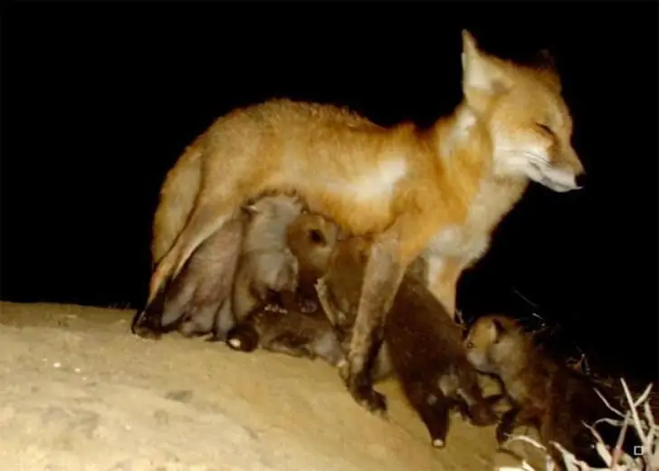 Motherly Love