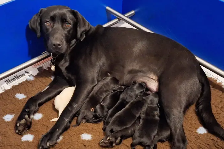 Science Had Questions, Lola Had Unique Pups