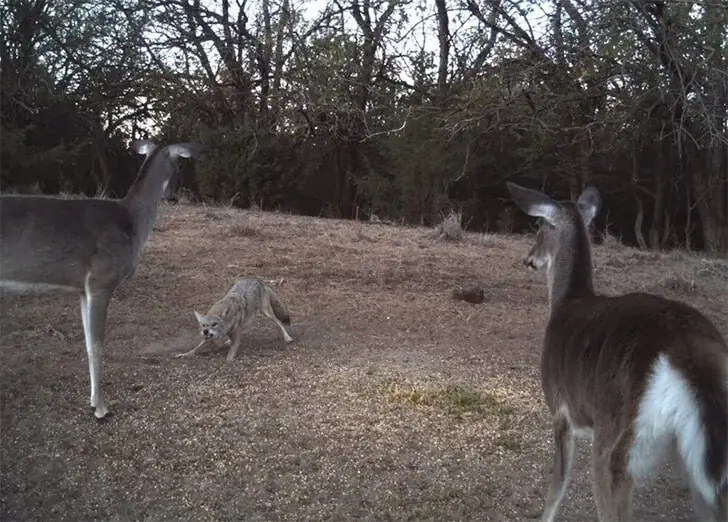Coyote Deer Standoff