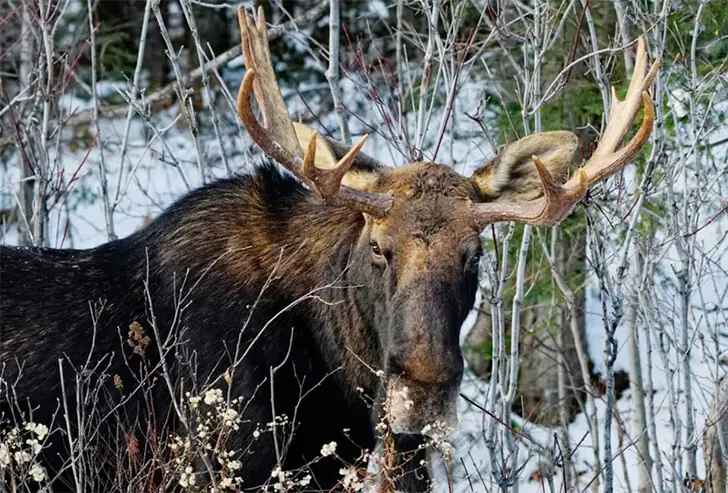 Fierce Giant Moose