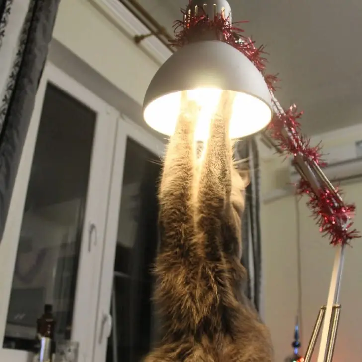 The Cat Lamp