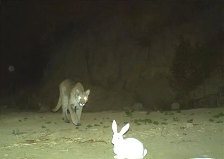 Bunny Stew