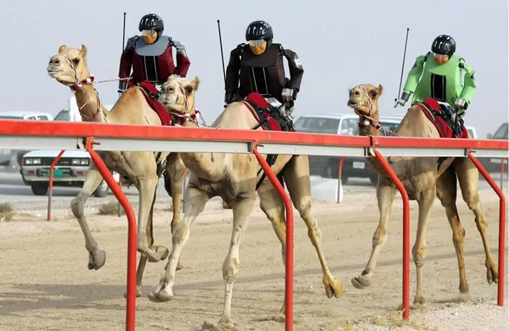 Robotic Revolution: Camel Racing’s Evolution