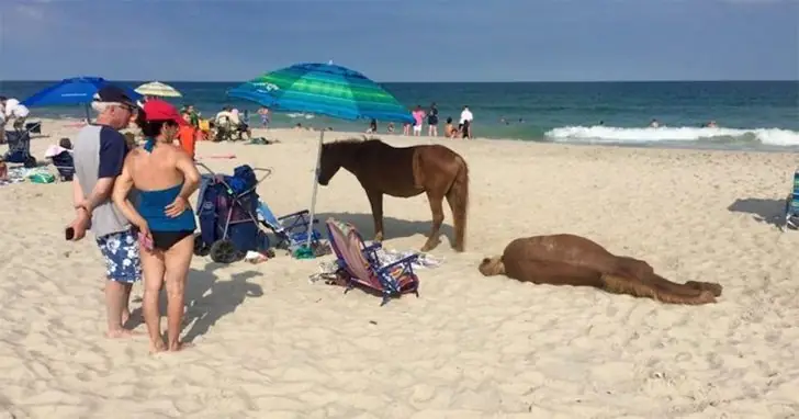 Horsing Around at the Beach