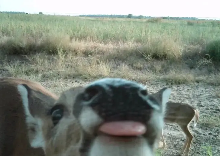 A Tasty Camera