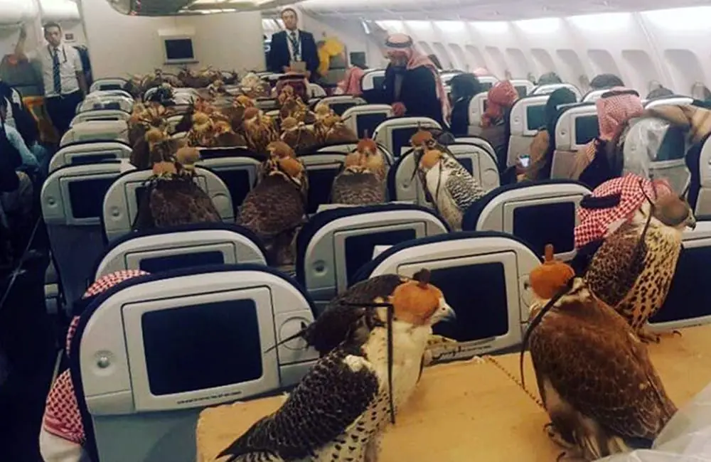 Regal Aviators: Dubai’s Falconry Traditions and Jetsetting Falcons