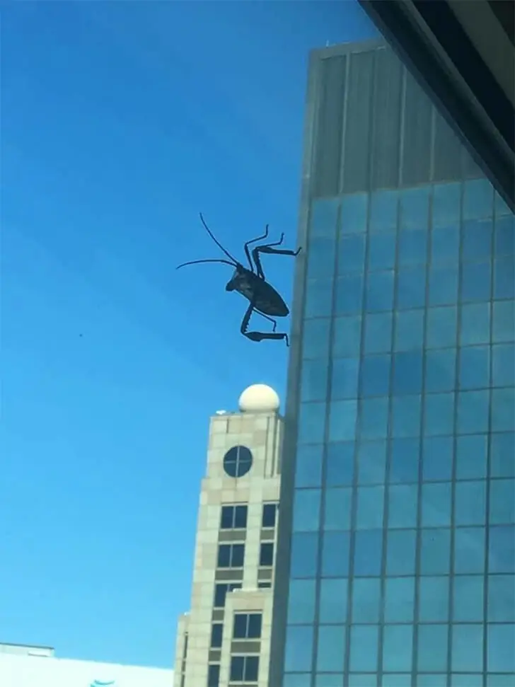 Wenn das Insektenmonster angreift